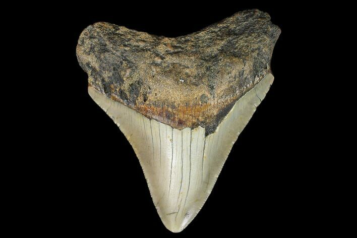 3.03" Fossil Megalodon Tooth - North Carolina